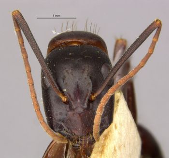 Media type: image;   Entomology 21453 Aspect: head frontal view